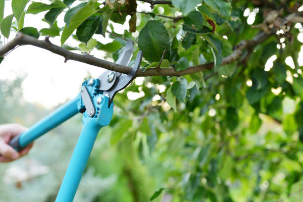 Best Tree Pruning Services  in Alpine, CA